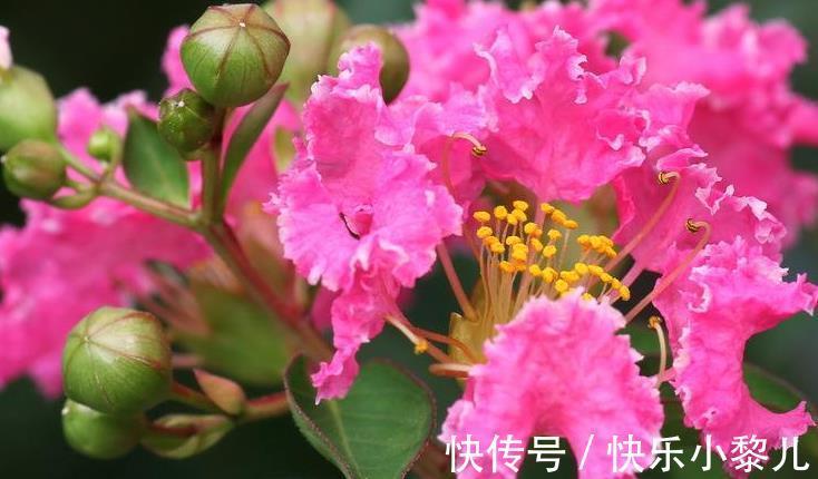 桃花|生肖马:3月桃花旺盛,财运升温,福气进家门,事事顺意!