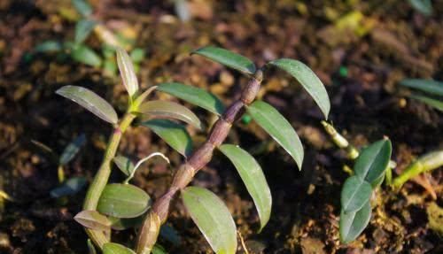 稳定血糖|血糖高的“救星”来了, 用这些食物喝水泡, 稳定血糖不上升