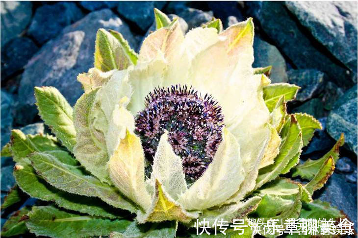 属相兔属兔|“傻人有傻福”的三个生肖女,乐于助人不计得失,晚年健康长寿