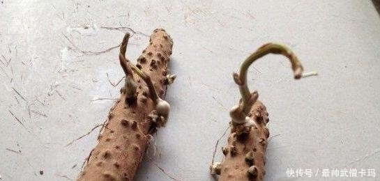 山药|他随意把山药丢到花盆,却不想给他惊喜不断