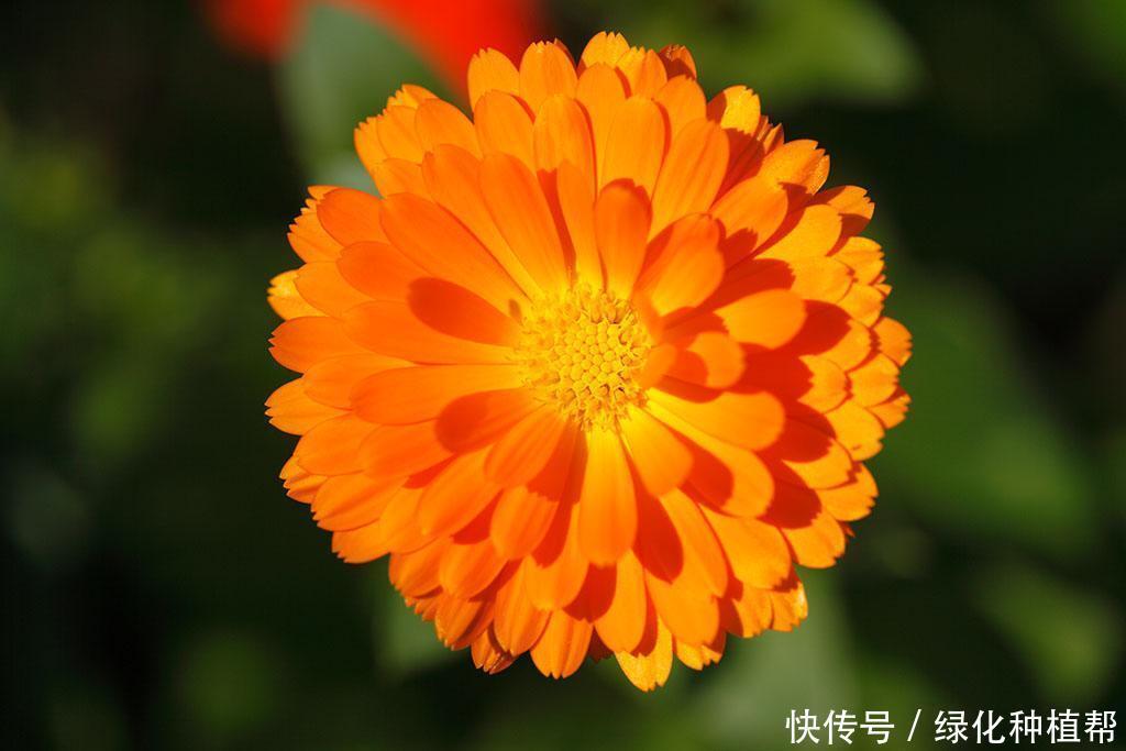 金盏菊,是一种药材,还是一种食材,更是赏花界一道靓丽的风景线