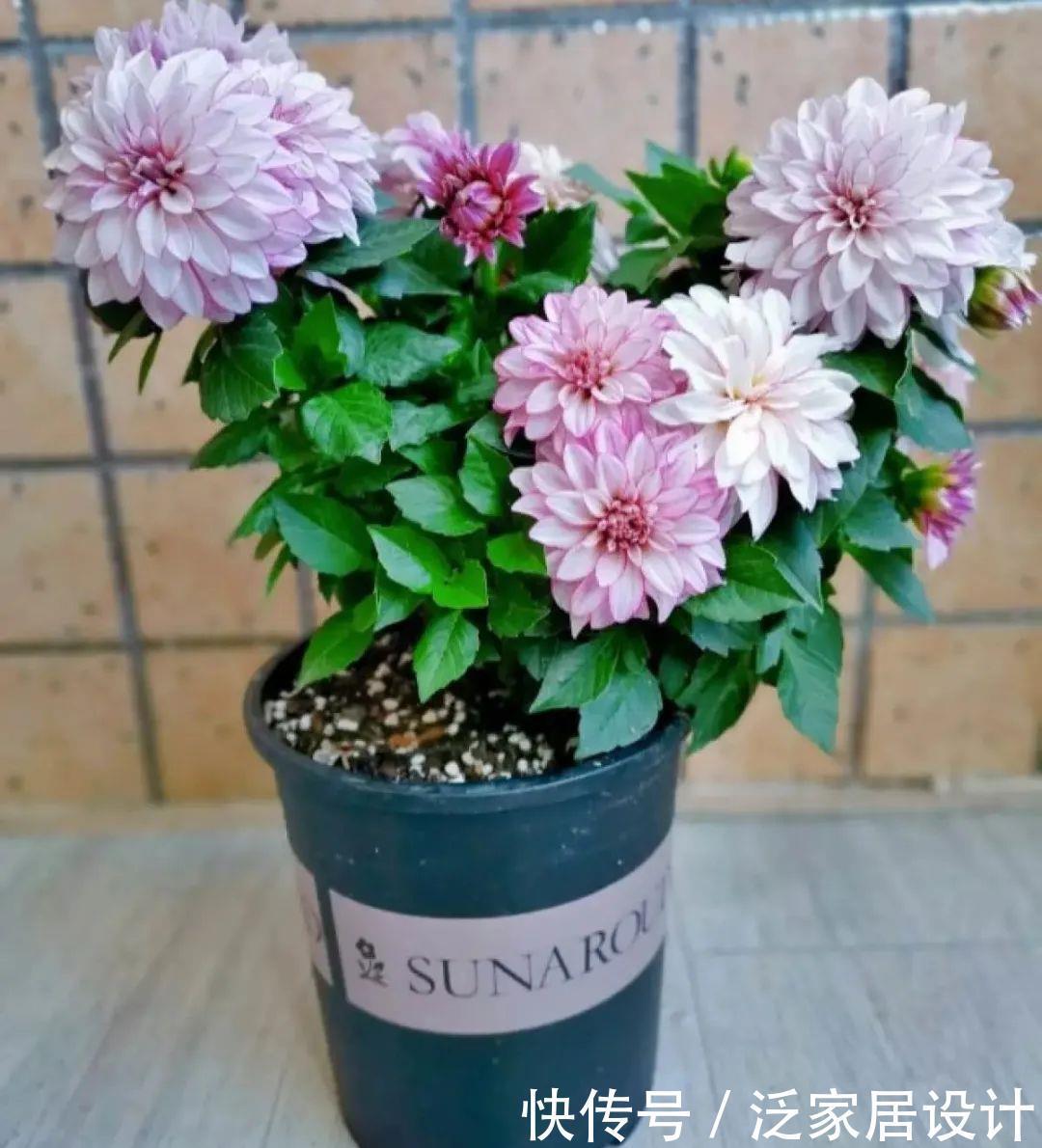 养花技巧:冬天最娇气的9种花,不要随便买,养不活浪费钱