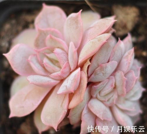 冬天养多肉,做好3件事,叶片厚实胖嘟嘟,安全过冬长爆盆!