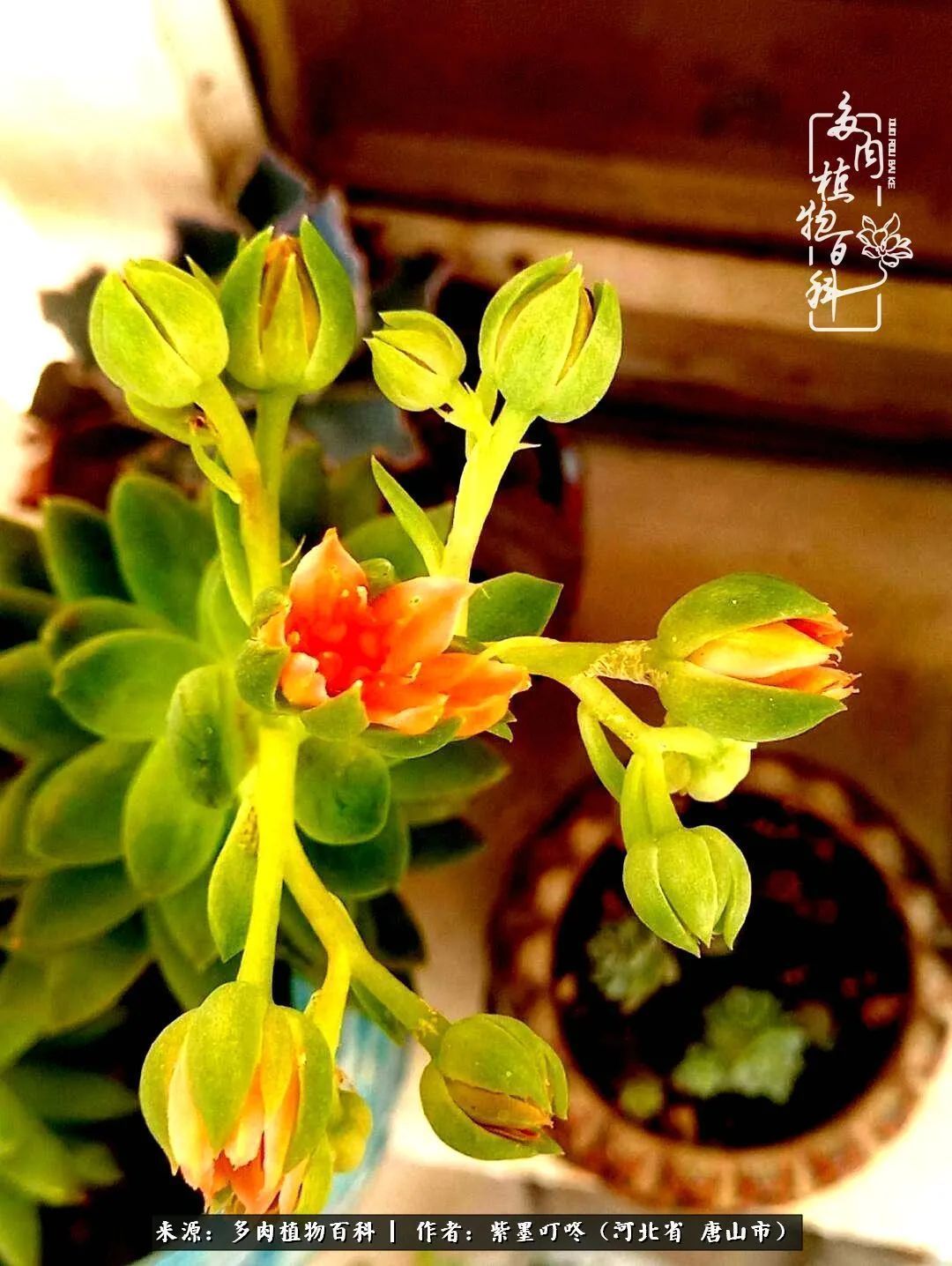 从平凡中寻找美感,从噪杂中寻找宁静——多肉给予我的心灵疗愈!