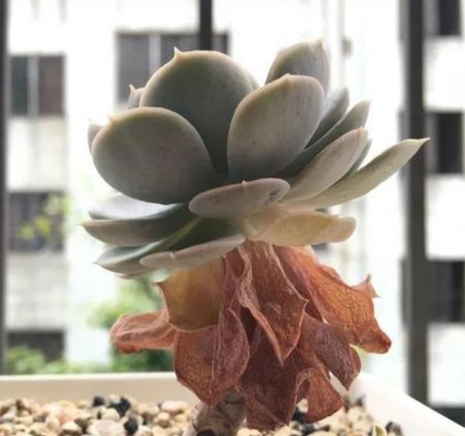 多肉植物穿裙子？教你一招，不留疤痕，长成老桩！