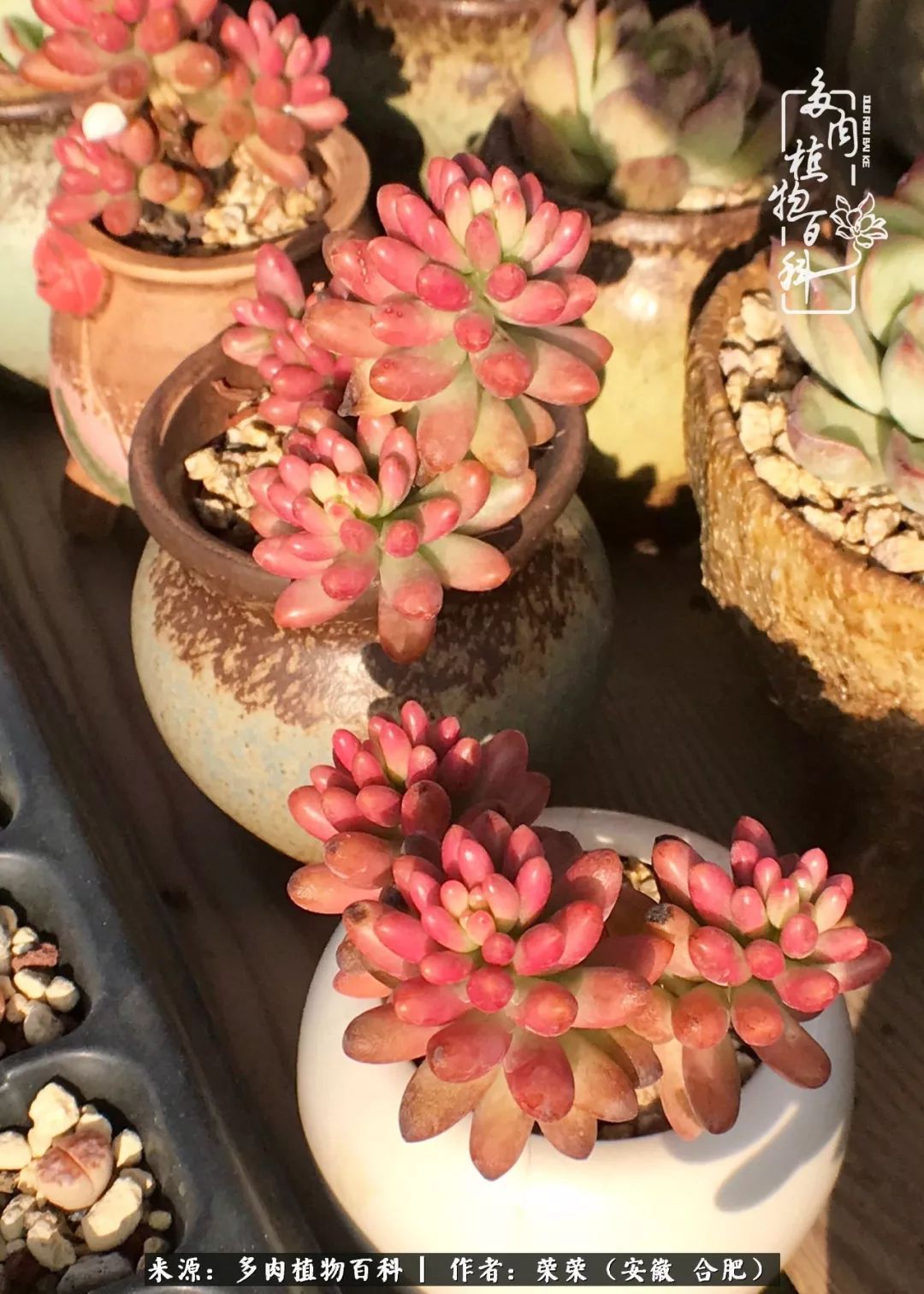 金秋时节,变化带来的惊喜不正是养肉的乐趣所在么!