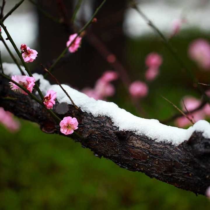 夏荷|青未了｜散文《雪，无约而来》