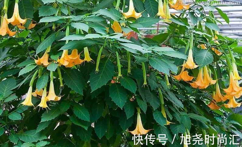 曼陀罗花|5种花“有毒”，别在室内养，尤其第2种，再漂亮也别养，全株有毒