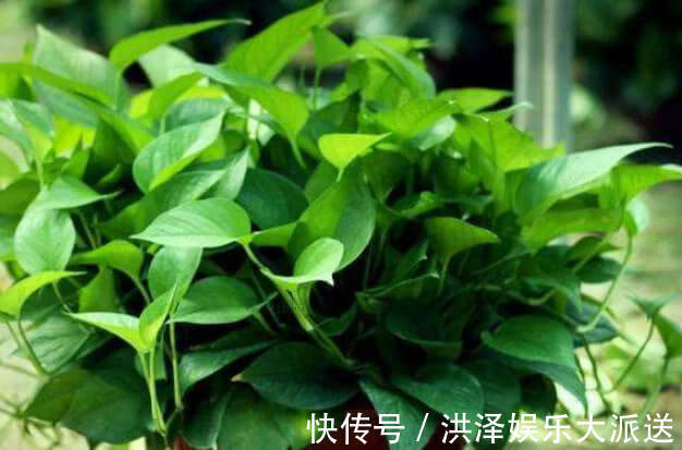 肥料|手把手教你做花肥，掌握关键几点，年年开花不断，比买的好10倍！