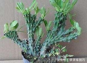 镇宅盆栽“玉麒麟”,做好4点长的旺又快,威武霸气“传家宝”!