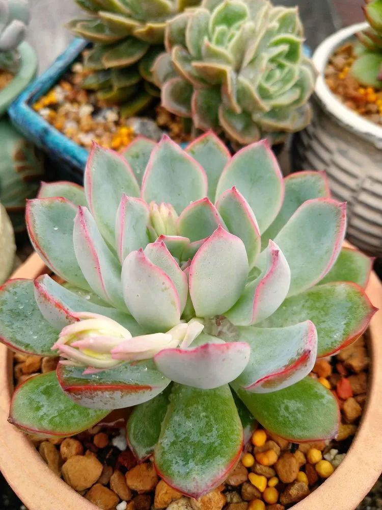 养肉三年,分享养肉经验,谈谈适合逆开挂区的多肉!