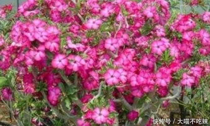 4种花是花卉中的佼佼者,花期长花量大,满屋飘香!