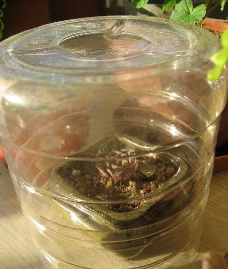 创意养护多肉,来个“神器”,生根快,叶片饱满肉质感强