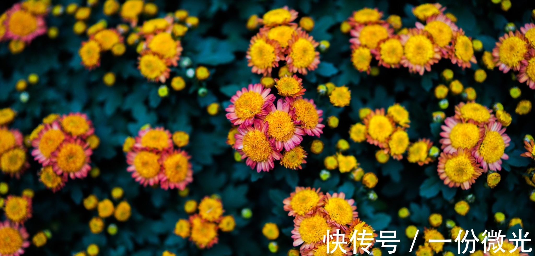 霜禽@在宋诗中,这五首诗称得上是精华,您认为呢