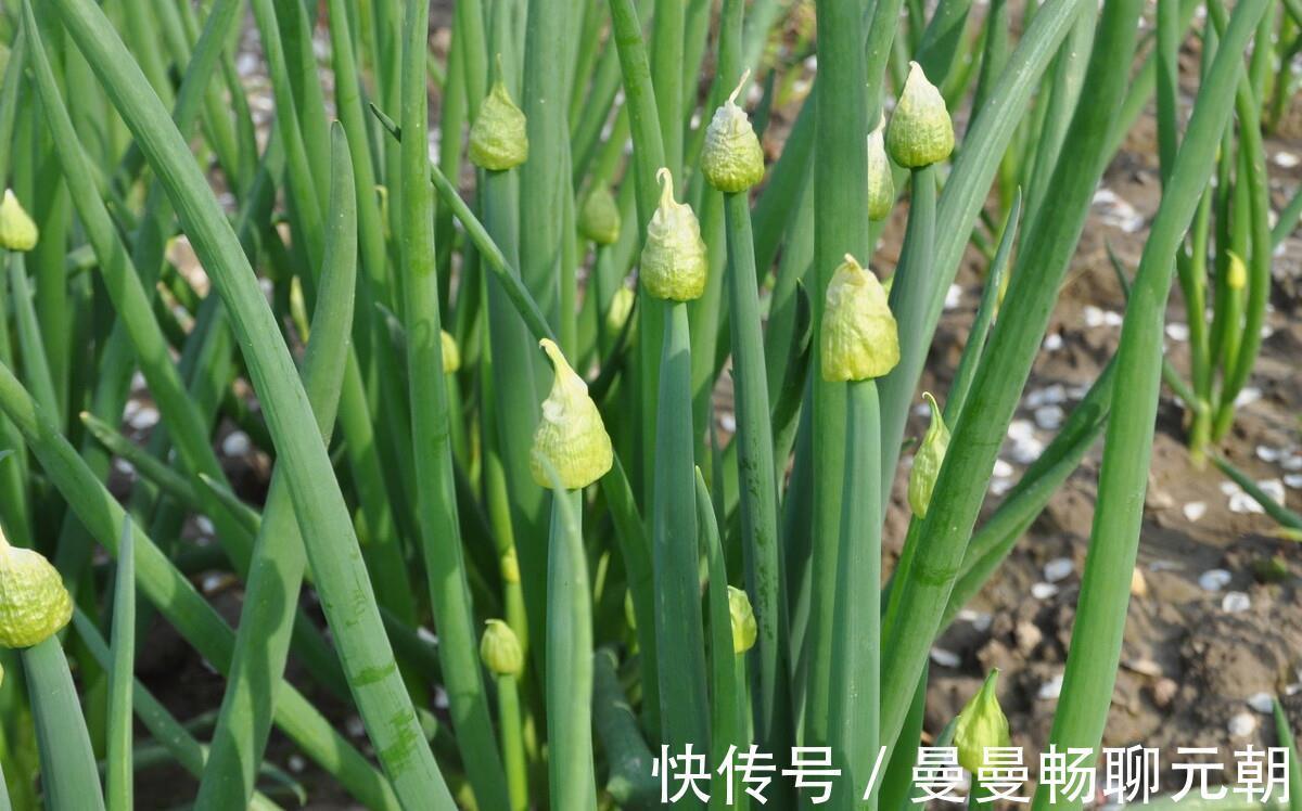 根部|保存小葱,不要直接放冰箱,记住两个小技巧,小葱新鲜好吃