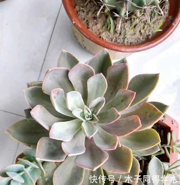 多肉植物|养好多肉分几步?2步就够,不要去模仿别人,技术是自己的