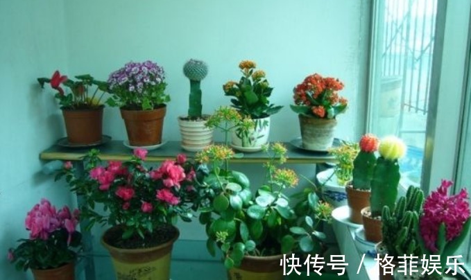 好好学习|浇花看似简单,其实有很多讲究,学会4点后,植物再也不烂根了