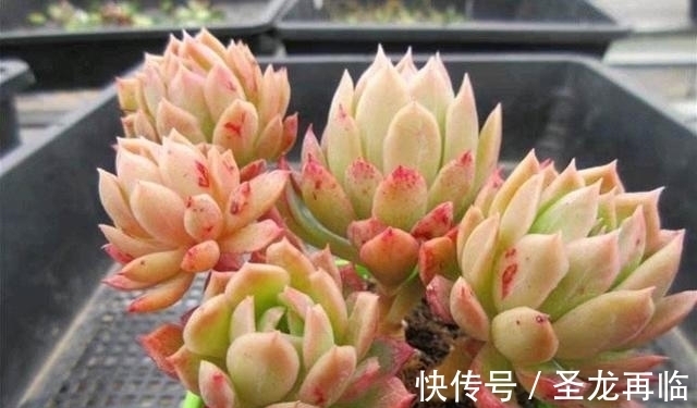 夏季|火焰杯多肉,升级版的紫罗兰女王,隔着玻璃晒太阳也能红