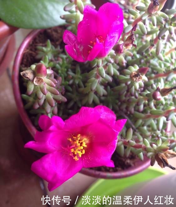 紫米粒“死不了”，怎么养都不死，喜欢“被虐”，3个月变一缸