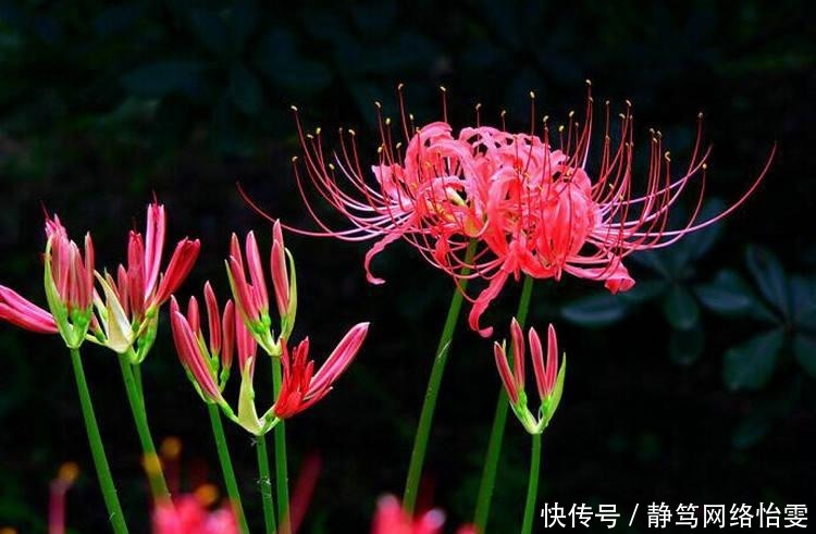 传说在冥界生长着四花 冥界四花都是哪些花 在现实中能找到吗 粉紫色