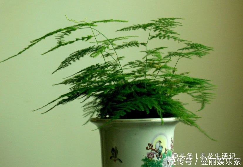 茂盛|家中文竹生长旺,繁殖用“2种”方法,一盆变多盆,枝叶茂盛!