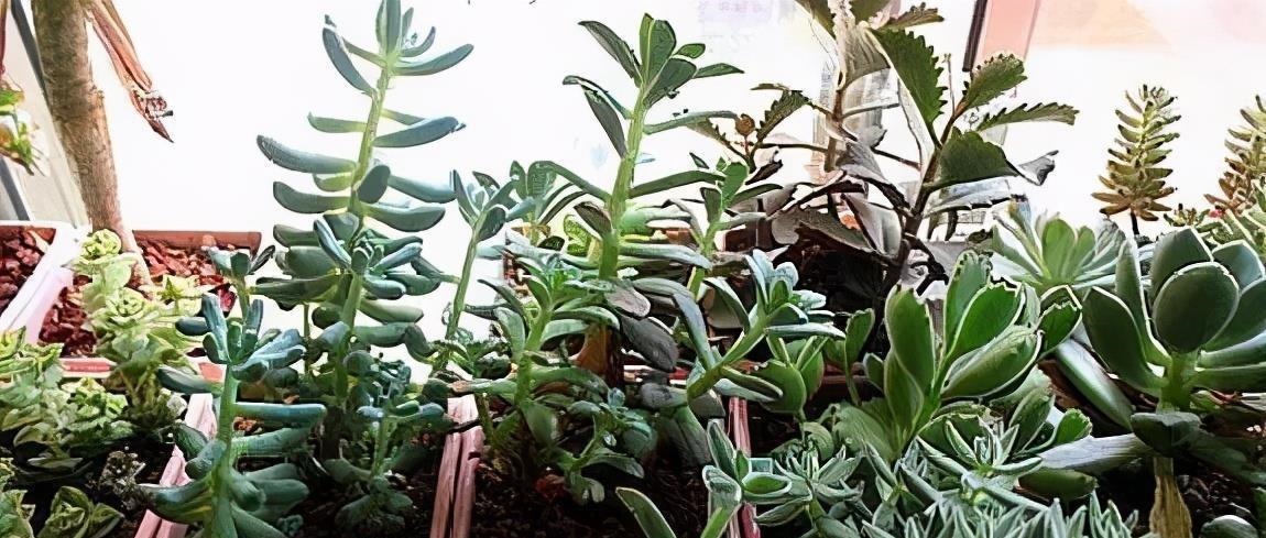 阳台养不好多肉,多半是浇水不当,教你正确浇水,个个长成胖娃娃