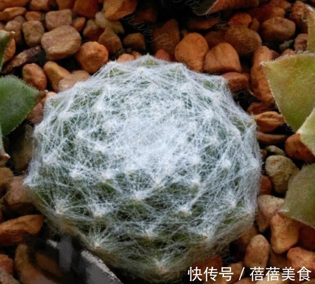 养殖|会吐丝的多肉你见过吗,点进来,蛛丝卷绢的养殖方法在这里get