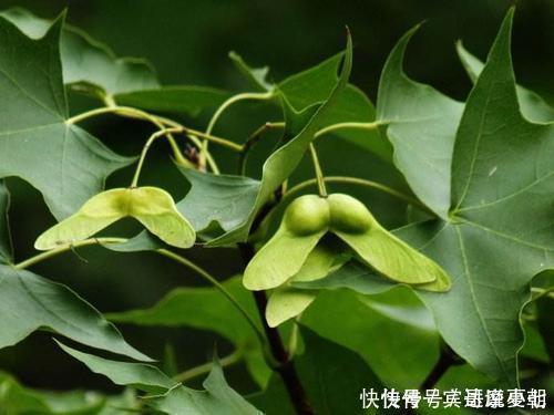 甲状腺激素|家里有老人失眠的，1种叶子煮茶5分钟，养心助眠，睡得舒舒服服