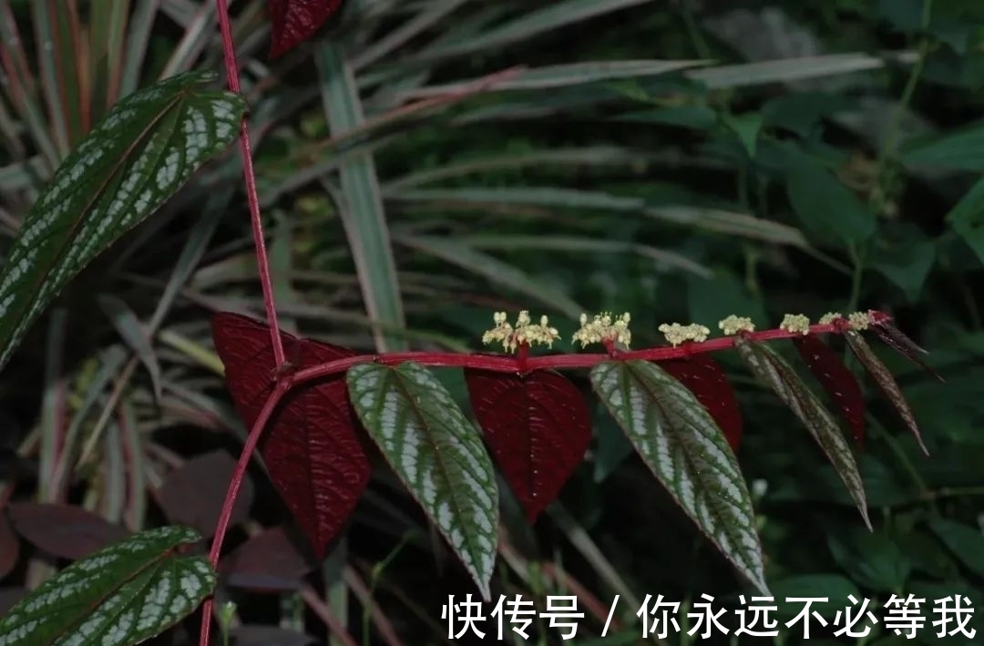 在室内养一盆可以爬藤的锦叶葡萄藤,叶子有金属质感的彩叶植物