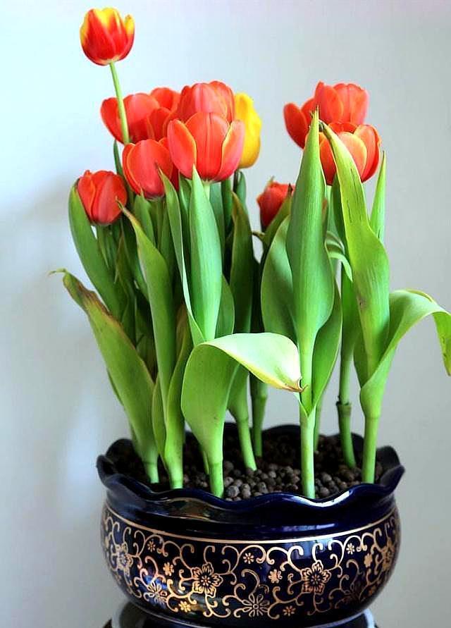 郁金香开完花,扔了实在太“可惜”,这样一处理,来年照样开满花