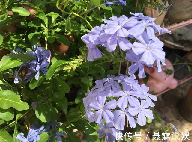 4种花很“好养”，阳台种1盆，一年开花200天，真正的开花机器