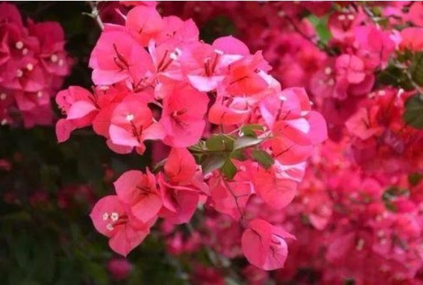 喜欢养花，不如养盆琼花，如同''开花机器''，烂漫迷人