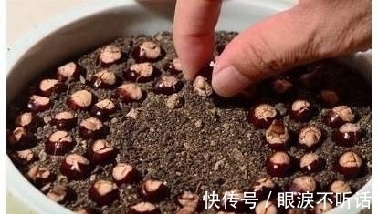 养花高手种“水果”盆景,3种“籽儿”栽盆里,30天长成盆栽