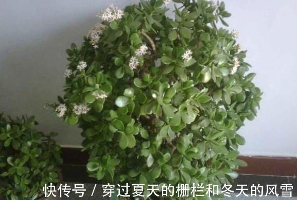 这4种花,养在家旺财又“镇宅”,比绿萝、发财树还要强100倍
