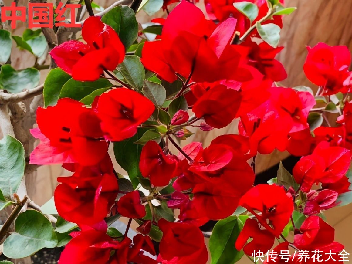 抗病、不招虫的天竺葵，屋里养一盆，开花一茬接一茬