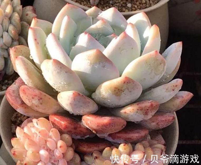 美肉生活的第一步,如何优选多肉,远离选择误区