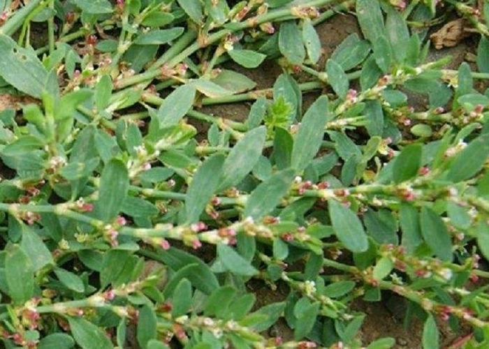 药用价值|人送外号“蚂蚁草”,补钙又补血,是天然的抗生素,药用价值高!