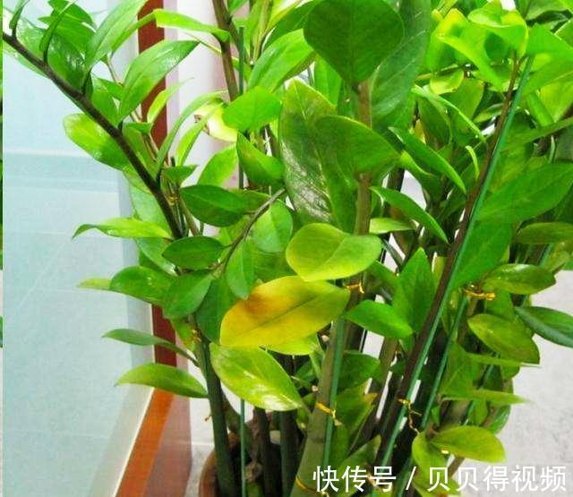 冬季金钱树黄叶不知道怎么办，试试这些办法，保准绿的流油