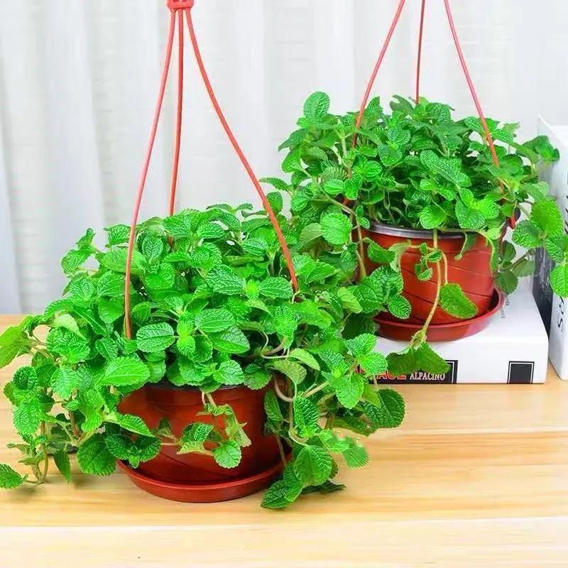 冬天必养的4种花,个个都能清新空气,家里养一盆,典雅又大方