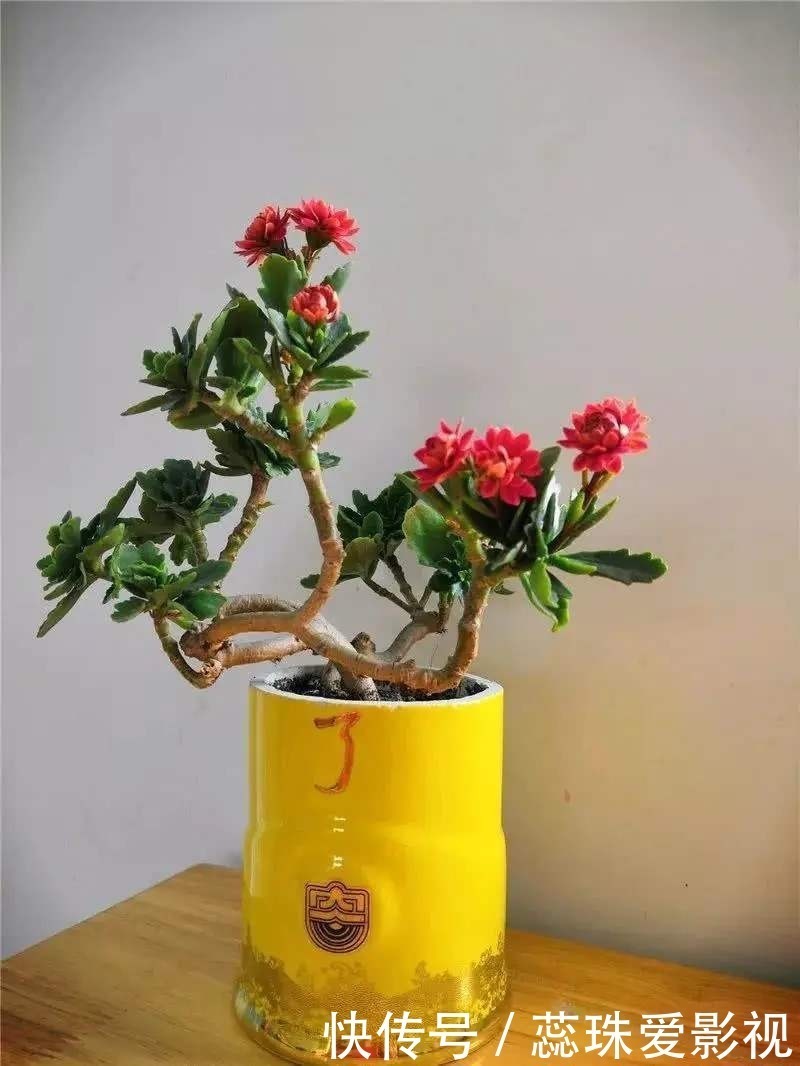 多菌灵溶液|美女养长寿花,狠心“撸光叶”,留下秃枝干,50天就成霸气老桩