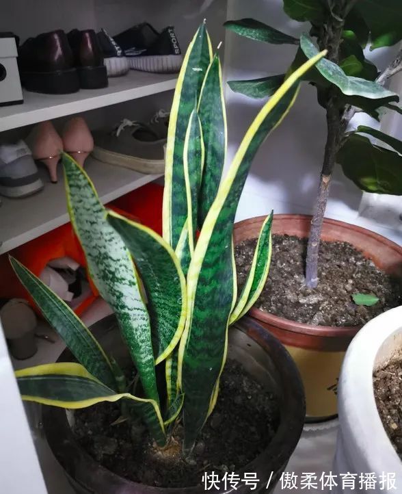 6种花,就得“穷着养”,花盆越小,长势越喜人!