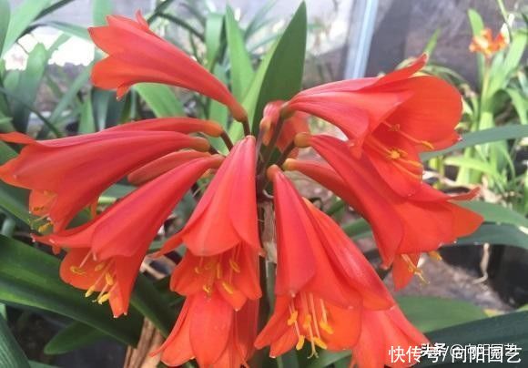 施肥|养君子兰，用哪种肥最好？选择“油性肥”，叶子又绿又宽大