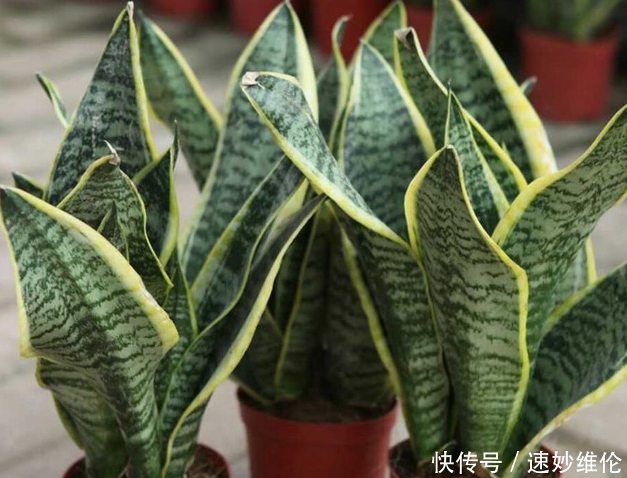 叶片|年轻人别只知道养绿萝,这3款绿植适合居家养,时尚个性超有范