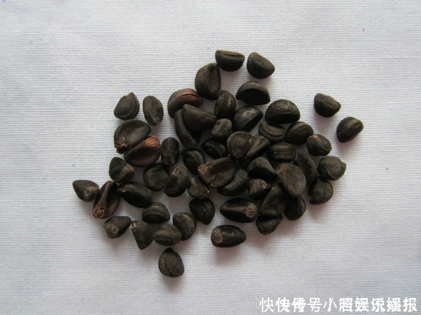 牵牛花|在农村经常可见的“喇叭花”,而它的种子却是一味有点猛的中药材