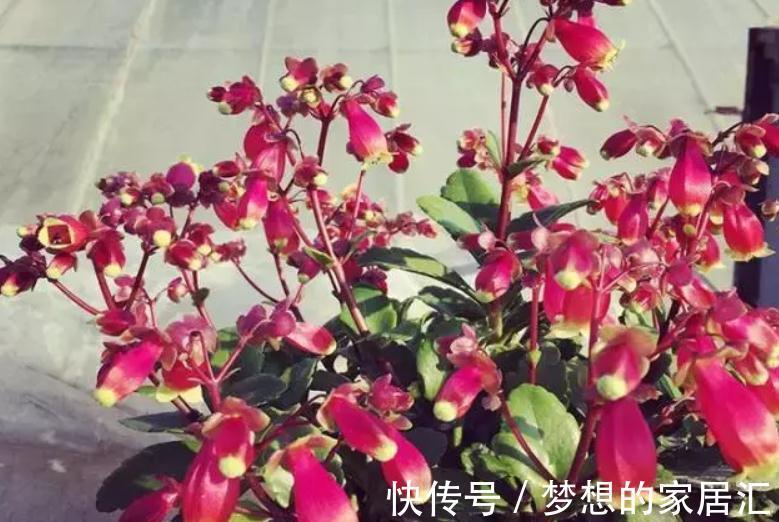 秋高气爽，养宫灯长寿花，盆栽牢记4点，冬春花开最盛