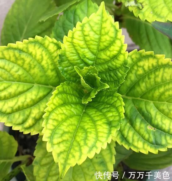 浇水|这个天，你的绣球浇水姿势对了吗