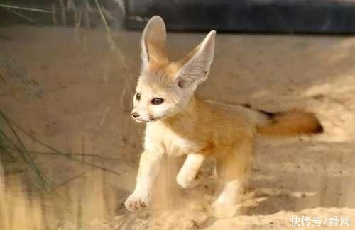 更上一层楼|凭第一眼的感觉,哪棵树最入你眼测未来你的孩子会不会有出息