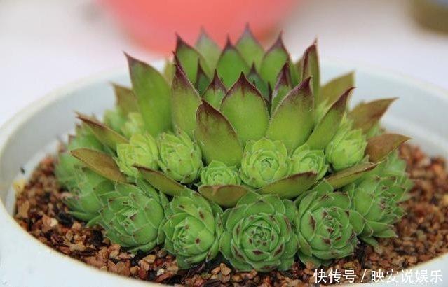 这种多肉掉地上就生根，一年可变几百盆，生的小崽在周围，美极了