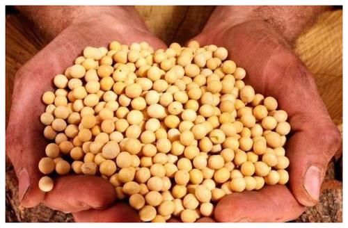 大豆|男性想长寿不容易？其实做好这两个字，或许长寿会靠近你