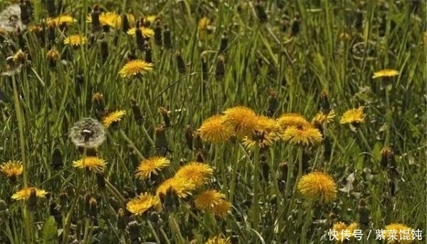 蒲公英,被称为“药草皇后”,请记住“6功效、7搭配、8禁忌”